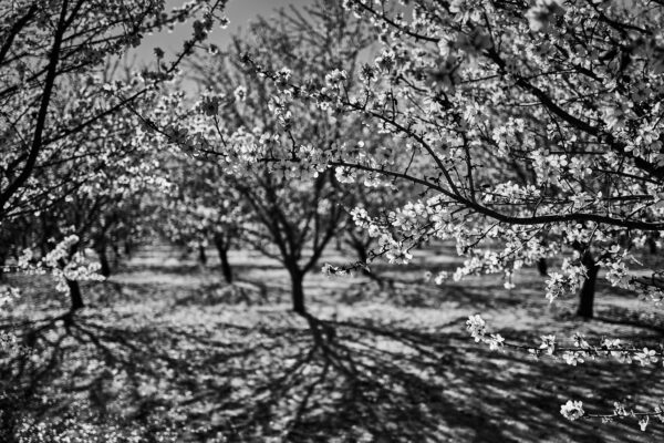 Flowering Almond Trees in Capay Valley